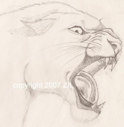 Cat pencil study